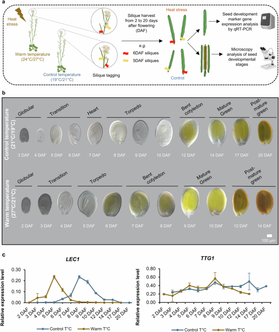 Specialized metabolome and transcriptome atlas of developing ...