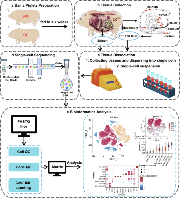 Single cell transcriptome profiling of immune tissues from germ-free ...