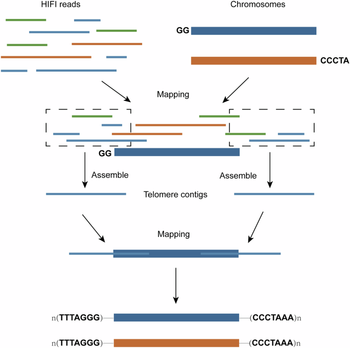A haplotype-resolved genome assembly and gene expression map of Cushion ...