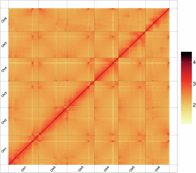 A chromosome-level genome assembly of the Chinese herbal medicine Chelidonium majus