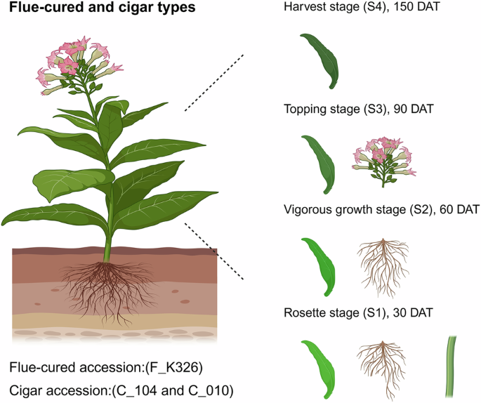 parts of tobacco plant A transcriptomic profiling across tissues, developmental stages, and types  of Nicotiana tabacum