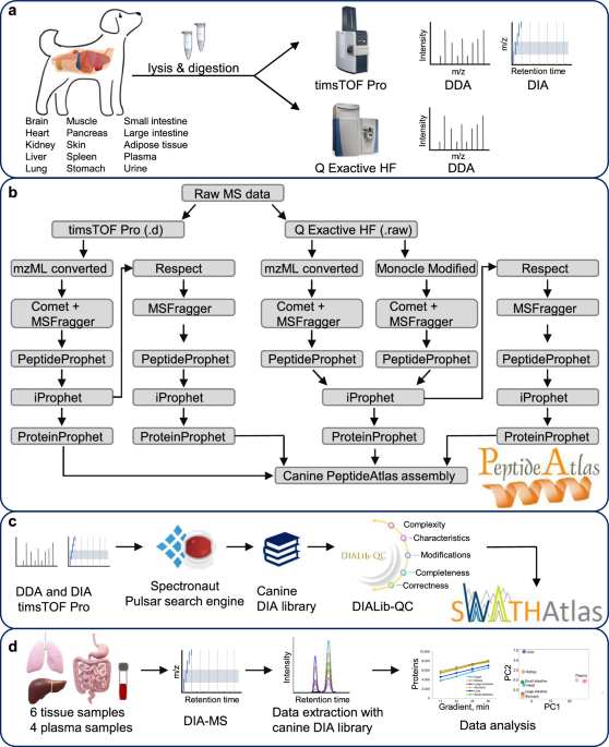 A Labrador PeptideAtlas and DIA spectral assay library - resources for proteomics research in dogs - Scientific Data