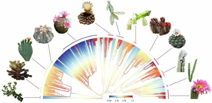 CactEcoDB: Trait, spatial, environmental, phylogenetic and diversification  data for the cactus family | Scientific Data