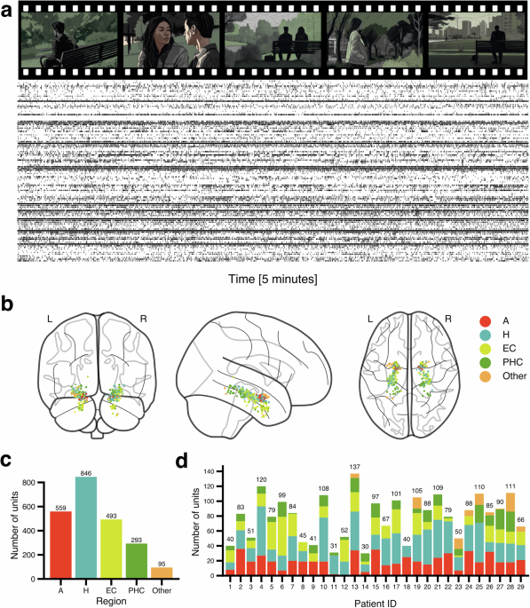 The SUMMER Dataset: Single-Unit Human Medial Temporal Lobe Recordings During Movies