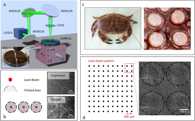 Biomimetic Antimicrobial Cloak By Graphene Oxide Agar Hydrogel Scientific Reports