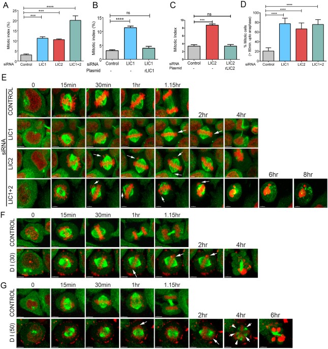 The light intermediate chain 2 subpopulation of dynein regulates mitotic spindle orientation