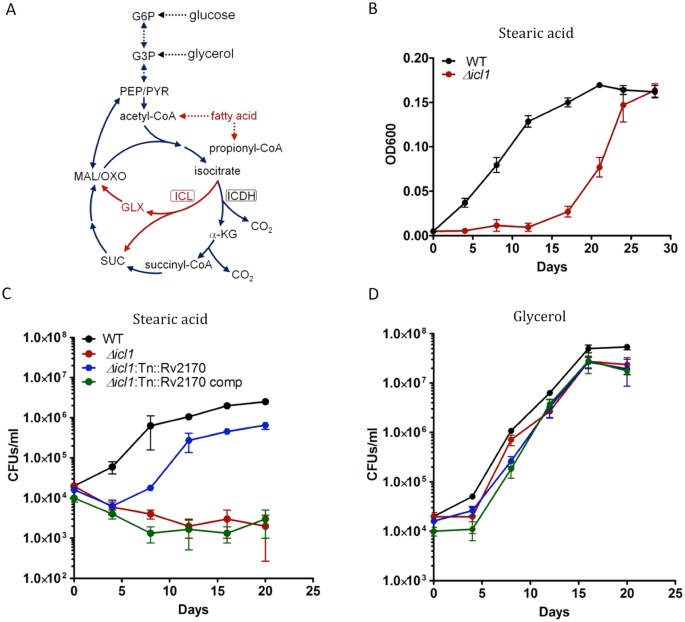 Novel protein acetyltransferase, Rv2170, modulates carbon and
