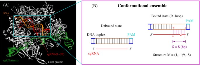 Crispr Cas9 Cleavage Efficiency Correlates Strongly With Target Sgrna Folding Stability From Physical Mechanism To Off Target Assessment Scientific Reports