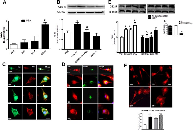 Palmitoylethanolamide Induces Microglia Changes Associated With Increased Migration And Phagocytic Activity Involvement Of The Cb2 Receptor Scientific Reports