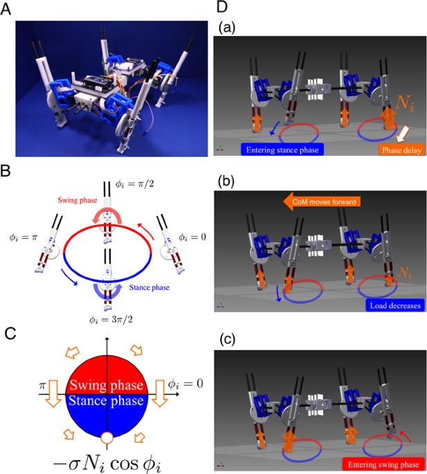 A Quadruped Robot Exhibiting Spontaneous Gait Transitions from Walking to  Trotting to Galloping | Scientific Reports