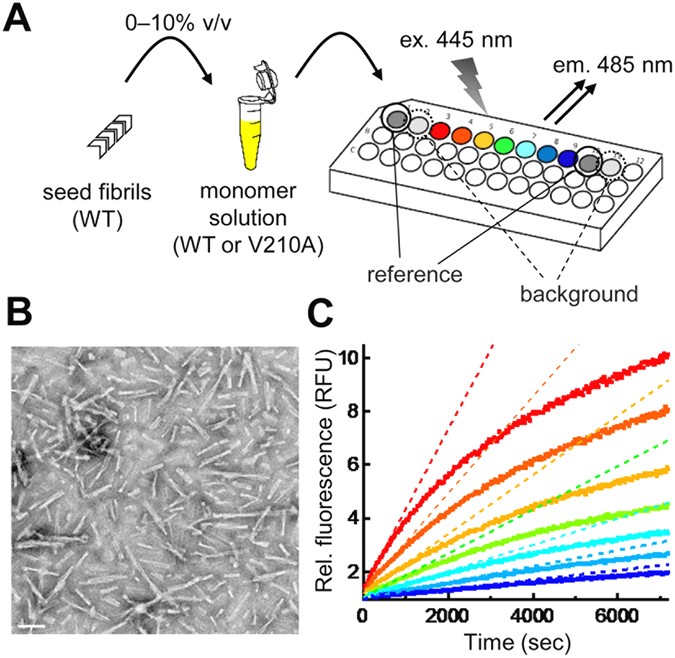 The Native State Of Prion Protein Prp Directly Inhibits Formation Of Prp Amyloid Fibrils In Vitro Scientific Reports The Native State Of Prion Protein Prp Directly Inhibits Formation Of Prp Amyloid Fibrils In Vitro Scientific Reports