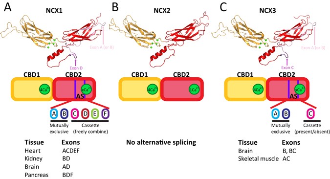 Structure Based Dynamic Arrays In Regulatory Domains Of Sodium Calcium Exchanger Ncx Isoforms Scientific Reports