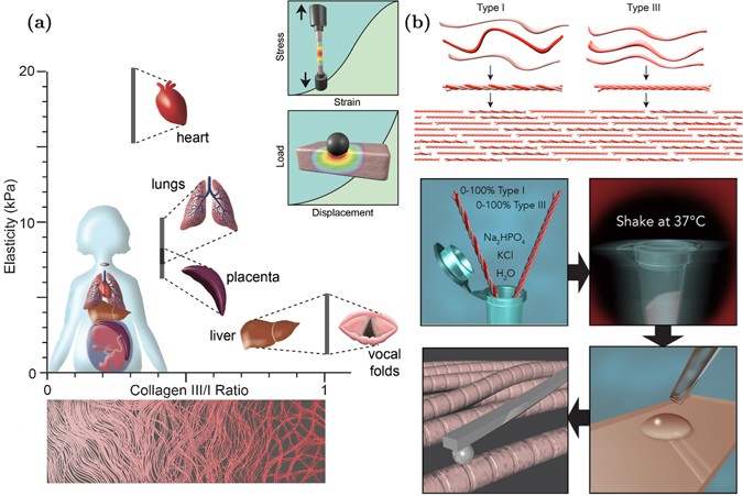 In vitro fibrillogenesis of tropocollagen type III in collagen type I  affects its relative fibrillar topology and mechanics | Scientific Reports