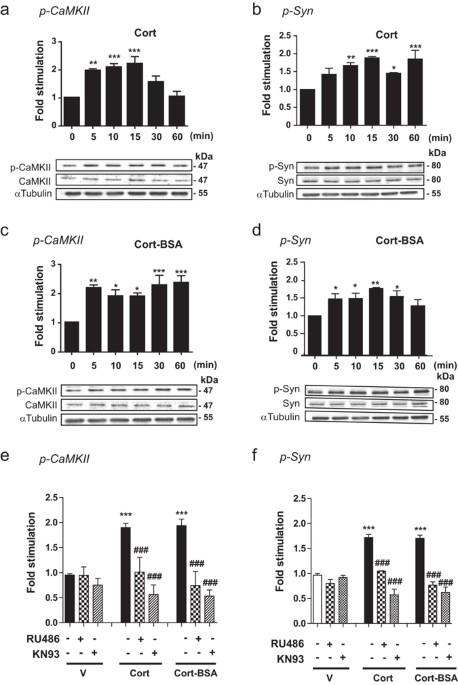 A novel non genomic glucocorticoid signaling mediated by a membrane palmitoylated glucocorticoid receptor cross talks with GnRH in gonadotrope cells