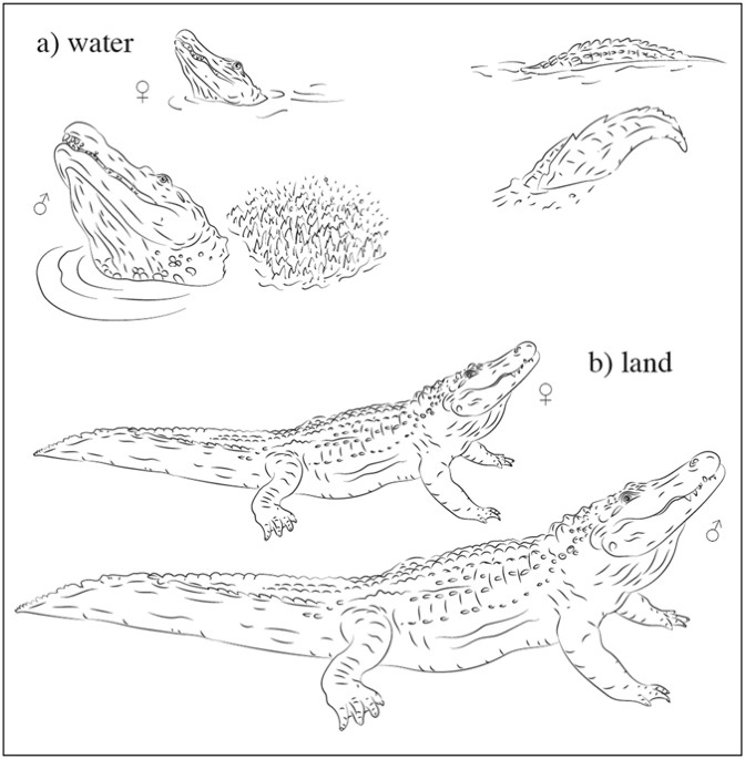 Реферат: Alligators And Crocodiles Essay Research Paper Leigh