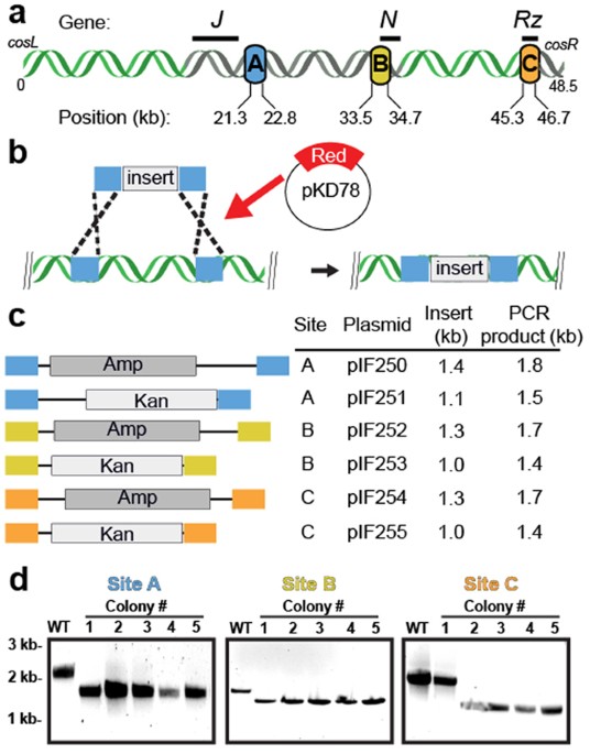 Efficient Modification Of L Dna Substrates For Single Molecule Studies Scientific Reports