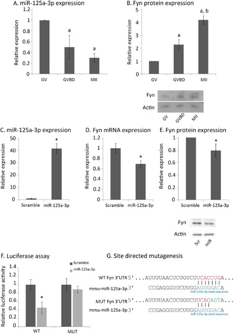 Regulation of GVBD in mouse oocytes by miR-125a-3p and Fyn kinase through  modulation of actin filaments | Scientific Reports