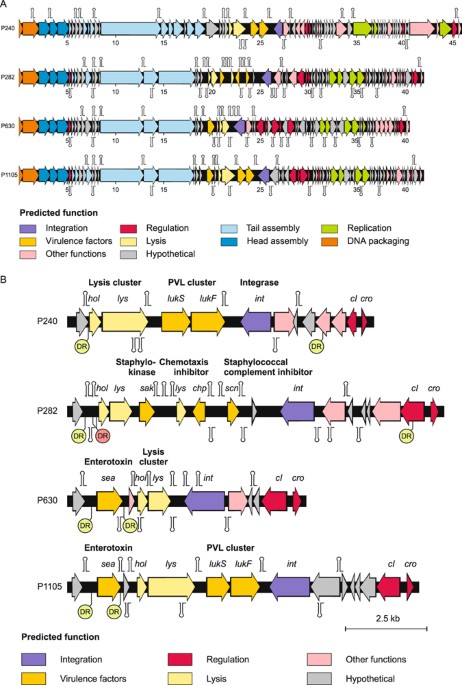 Acquisition of virulence factors in livestock-associated MRSA ...