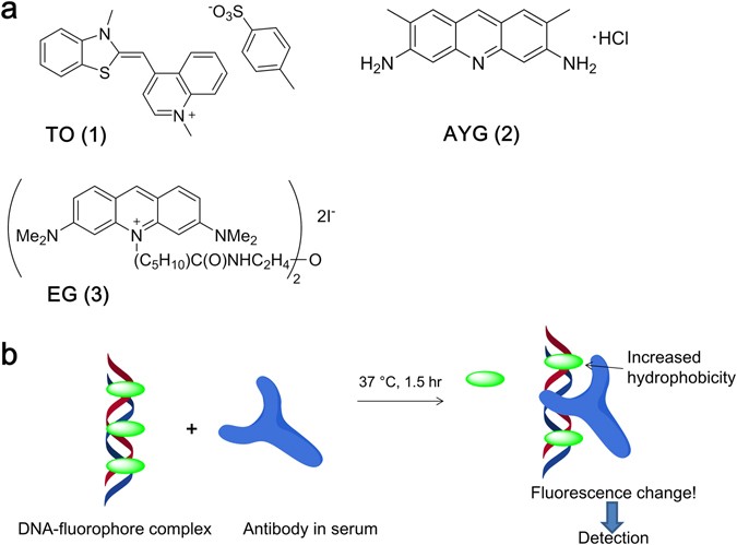 Complexes of DNA with fluorescent dyes are effective reagents for detection  of autoimmune antibodies | Scientific Reports