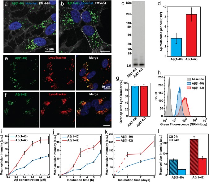 Endocytic Uptake Of Monomeric Amyloid B Peptides Is Clathrin And Dynamin Independent And Results In Selective Accumulation Of Ab 1 42 Compared To Ab 1 40 Scientific Reports