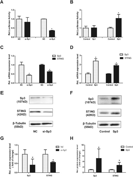 Involvement of GATA1 and Sp3 in the activation of the murine STING gene ...
