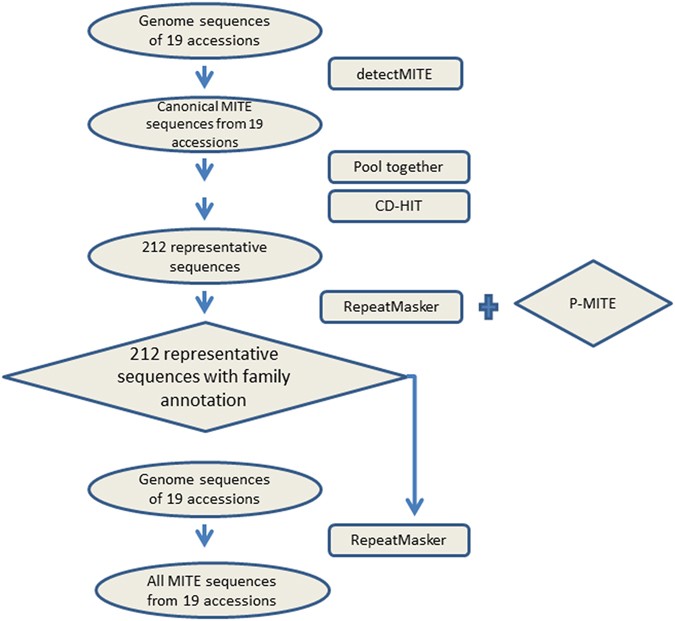 genome wide comparative analysis of miniature inverted repeat arabidopsis genome size