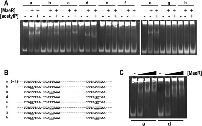the malate sensing two component system maekr is a non canonical form 5509 nar