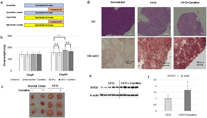 Evaluation Of The Effects Of L Carnitine On Medaka Oryzias