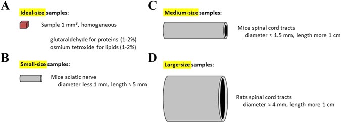 Size And Specimen Dependent Strategy For X Ray Micro Ct And Tem Correlative Analysis Of Nervous System Samples Scientific Reports