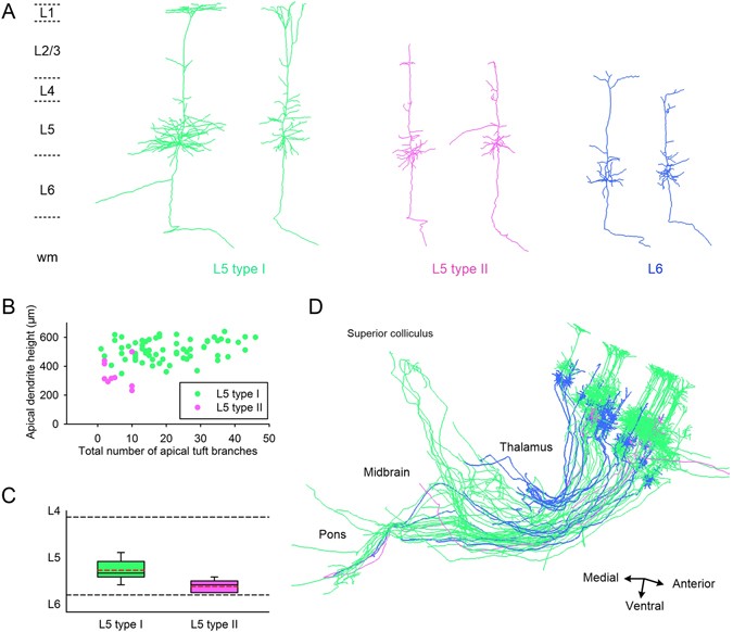 dendrite axon thickness dendrite axon thickness
