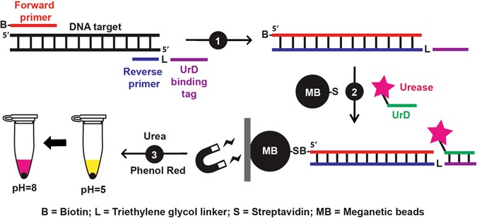 polymerase chain reaction
