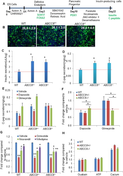 Frontiers  KATP channel mutations in congenital hyperinsulinism