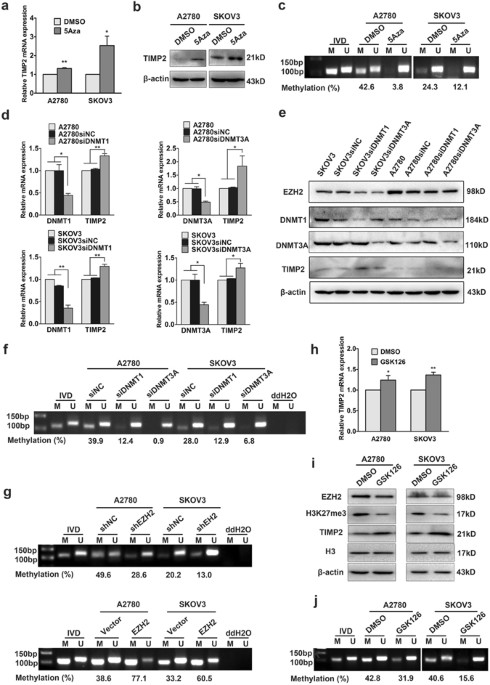 EZH2-mediated epigenetic silencing of TIMP2 promotes ovarian cancer ...
