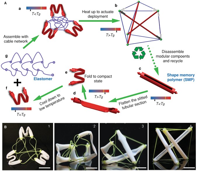 Programmable Deployment of Tensegrity Structures by 
