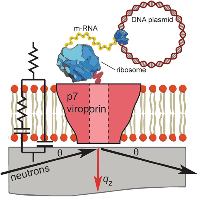 Coupling Neutron Reflectivity With Cell Free Protein Synthesis To Probe Membrane Protein Structure In Supported Bilayers Scientific Reports