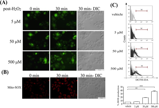 Hydrogen Gas Protects Ip3rs By Reducing Disulfide Bridges In Human Keratinocytes Under Oxidative Stress Scientific Reports