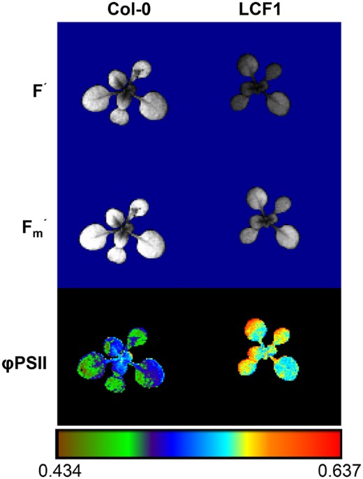 An Arabidopsis mutant with high operating efficiency of Photosystem II and low chlorophyll fluoresce