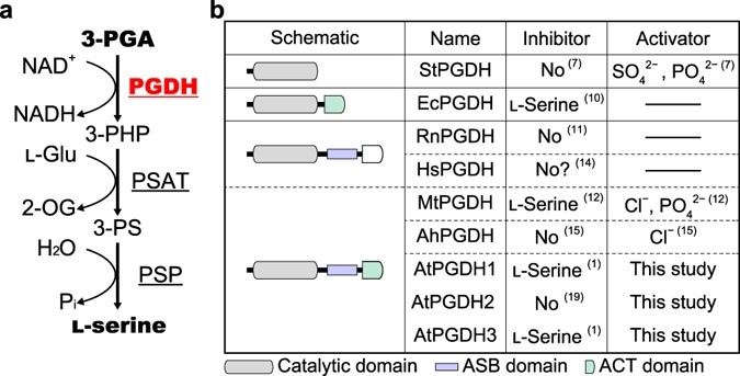 Novel Regulatory Mechanism Of Serine Biosynthesis Associated With 3 Phosphoglycerate Dehydrogenase In Arabidopsis Thaliana Scientific Reports