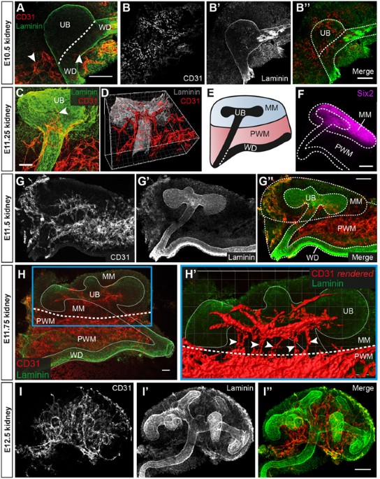 jamie m. vanslambrouck