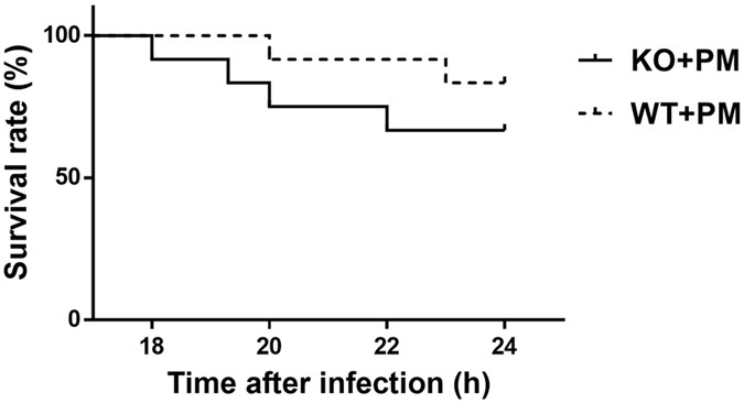Brain-derived neurotrophic factor is regulated via myd88/nf-κb signaling in experimental streptococcus pneumoniae meningitis