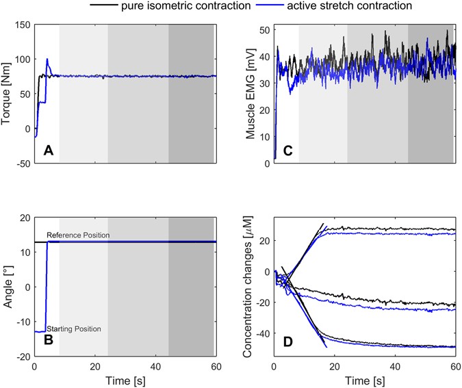oxygen consumption of gastrocnemius medialis muscle during isometric contraction