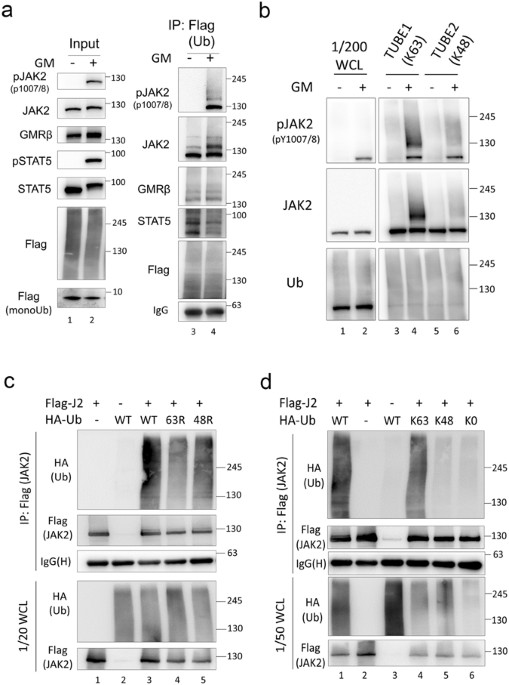 Cbl-mediated K63-linked ubiquitination of JAK2 enhances JAK2  phosphorylation and signal transduction | Scientific Reports