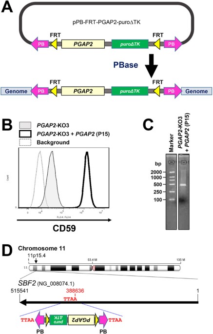Molecular switching system using glycosylphosphatidylinositol to select ...