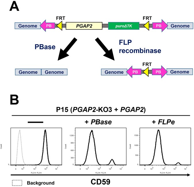Molecular switching system using glycosylphosphatidylinositol to select ...