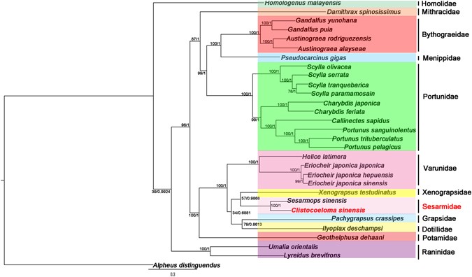 Complete mitochondrial genome of Clistocoeloma sinensis (Brachyura ...