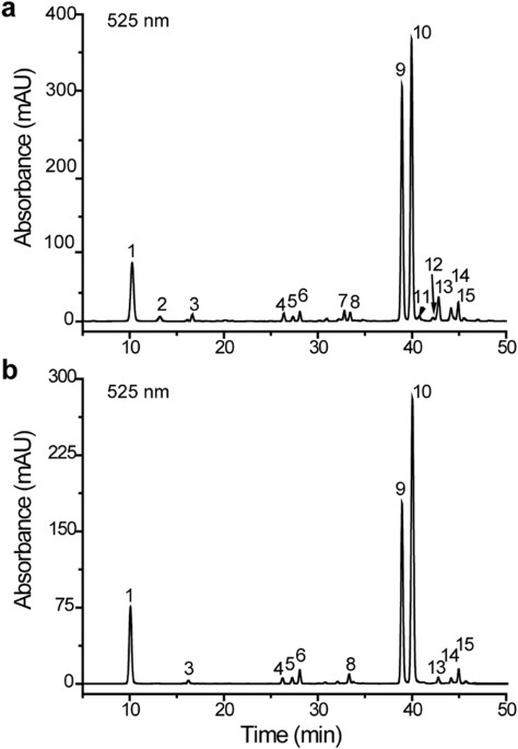 The Influence Of Postharvest Uv C Treatment On Anthocyanin Biosynthesis In Fresh Cut Red Cabbage Scientific Reports