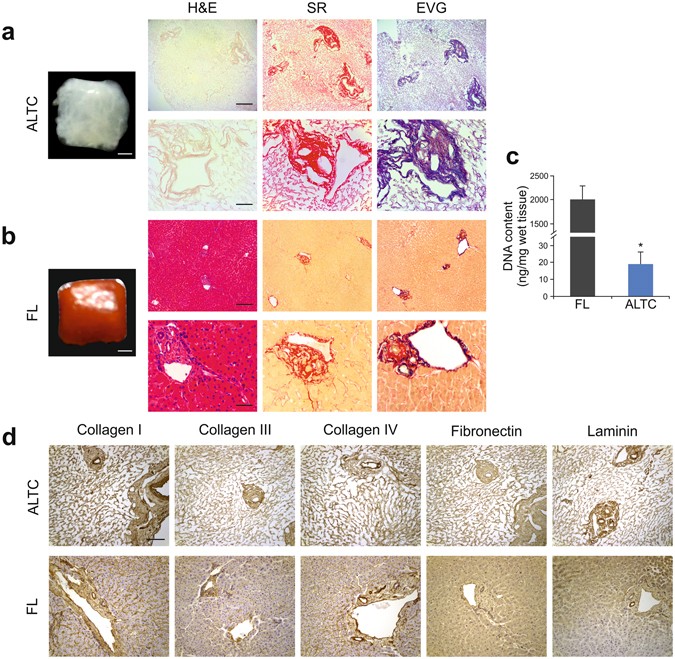 Rapid Production Of Human Liver Scaffolds For Functional Tissue Engineering By High Shear Stress Oscillation Decellularization Scientific Reports