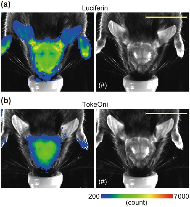 Visualizing changes in brain-derived neurotrophic factor (BDNF
