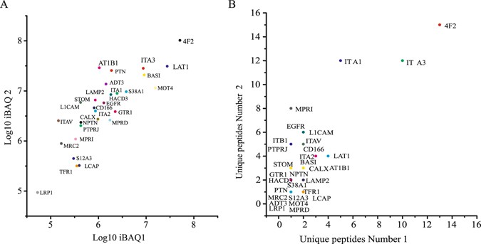 quantitative proteomics reveal the anti tumour mechanism of the during bone growth which event is most significant at the surface indicated by the letter b