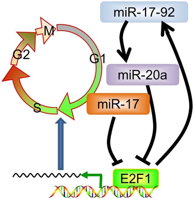 An E2F1/MiR-17-92 Negative Feedback Loop mediates proliferation of ...